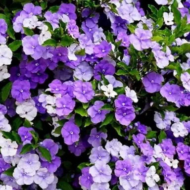 brunfelsia-scent-sational-