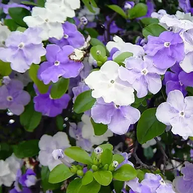 Brunfelsia 'Sweet Petite' plant with purple, pink, and white flowers.