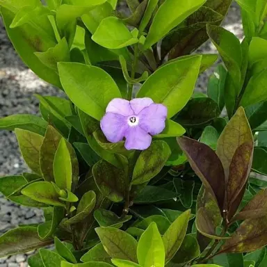 brunfelsia-tiny-dancer-