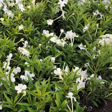 brunfelsia-undulata-white-caps-