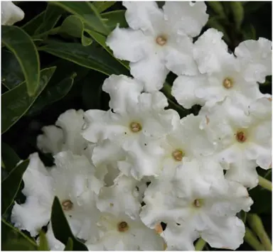 brunfelsia-undulata-white-caps-1