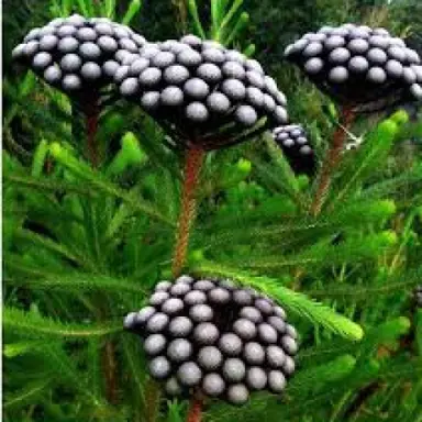 Brunia albiflora plant with flowers.