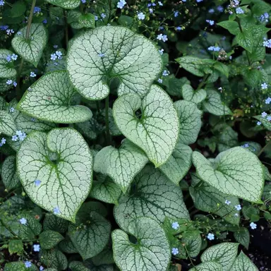 Brunnera 'Alchemy Silver' plant with silver-coloured foliage.