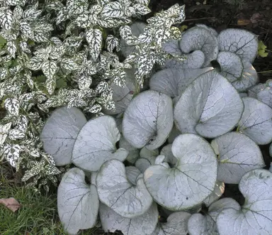 Brunnera 'Looking Glass' plant with silver-coloured leaves.