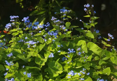 Brunnera macrophylla plants with blue flowers.