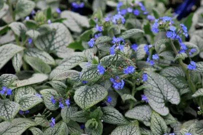 Brunnera 'Sea Heart' plants with silver and green leaves and blue flowers.