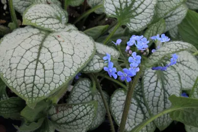 Brunnera Silver Heart silver and green leaves and blue flowers.