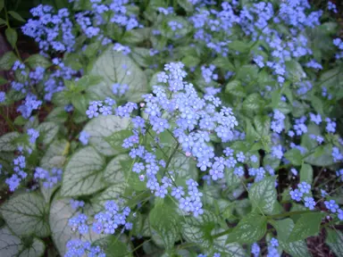 brunnera-jack-frost-