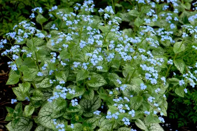 brunnera-jack-frost-2