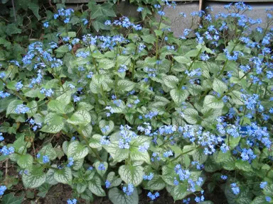 brunnera-jack-frost-3