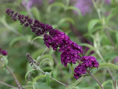 Buddleia 'Royal Purple' purple flower spike.