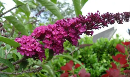 Buddleia 'Royal Red' dark pink flowers and grey-green foliage.