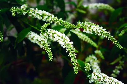 Buddleia 'Spring Promise' white flowers and green foliage.