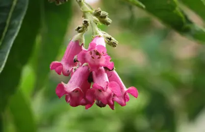 Buddleja colvilei featuring elegant pink flowers.