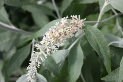 Buddleja fallowiana 'Alba' white flower and silver foliage.