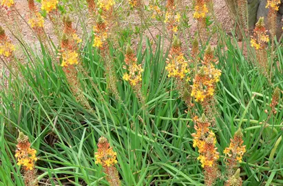 bulbine-frutescens--1