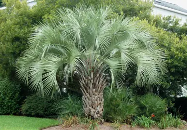 butia-capitata-