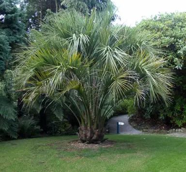 butia-capitata-1