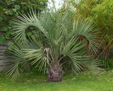 butia-capitata-2