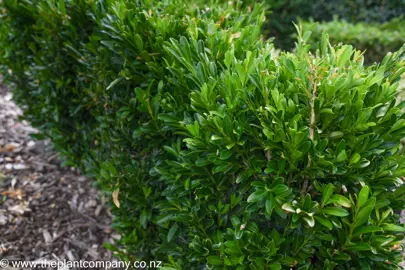 Buxus harlandii shrub in a hedge.