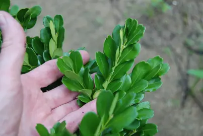 Buxus harlandii 'Richard' green foliage.