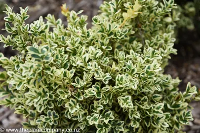 Buxus microphylla 'John Baldwin' hedge plant with variegated and small leaves.