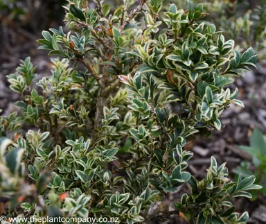 Buxus 'Elegatissima' shrub with variegated foliage.