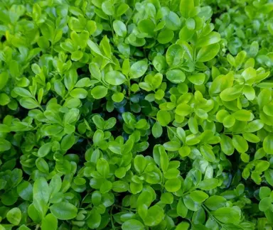 buxus-supergreen-