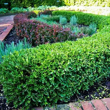 Buxus 'Winter Gem' shrubs with green foliage.