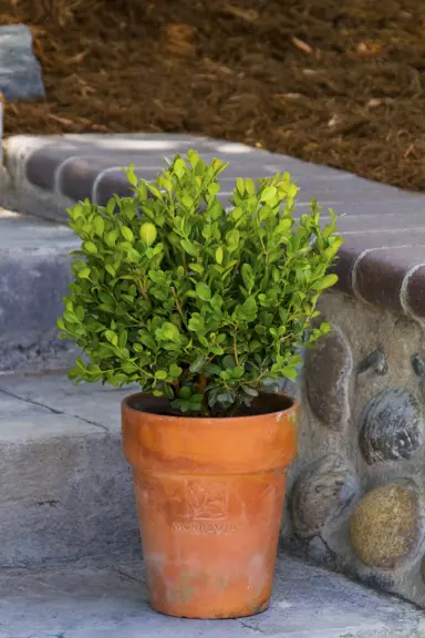 buxus-sempervirens-suffruticosa-6