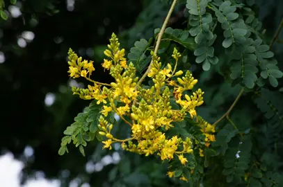 caesalpinia-ferrea--1