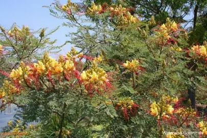 Caesalpinia gilliesii shrub with yellow and red flowers.