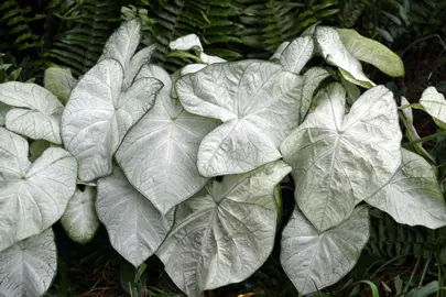 Caladium florida Moonlight plant with lush, silver leaves.