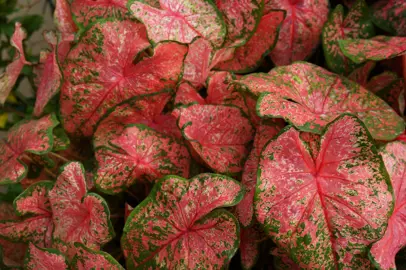 Caladium Pink Beauty green and dark pink variegated foliage.