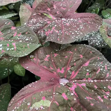 Caladium 'Raspberry Ripple' green leaves with pink spots.