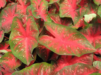 Caladium Red Flash lush red and green coloured foliage.