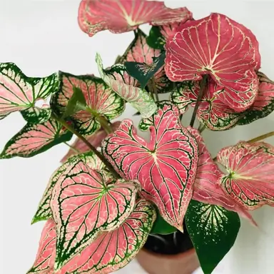 Caladium 'Thai Beauty' plant with pink and green leaves.