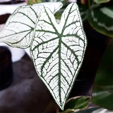 Caladium 'White Lace' green and white leaves.