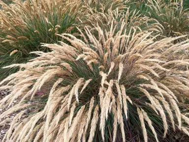 calamagrostis-foliosa-1