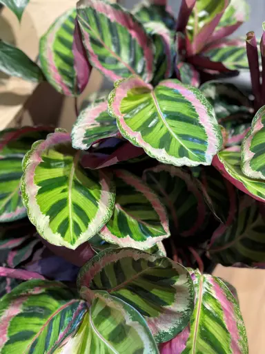 calathea-angela-