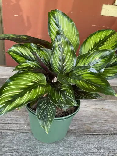 calathea-beautiful-star-