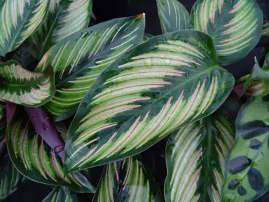 calathea-beautiful-star-1