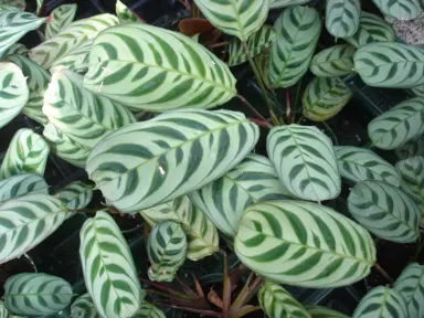 calathea-burle-marx-