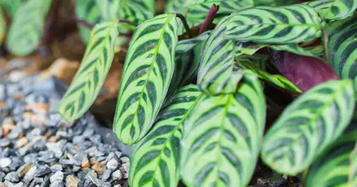 calathea-burle-marx-1