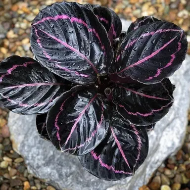 Calathea 'Dottie' plant with black and pink leaves.