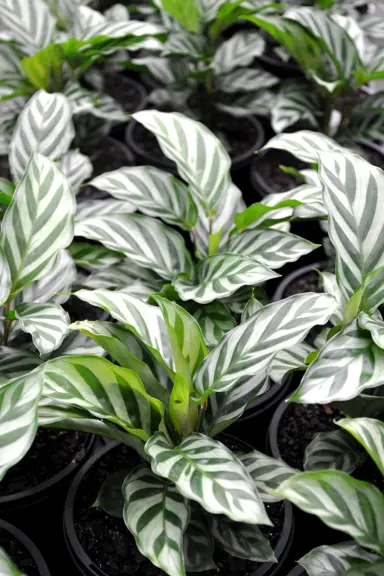 calathea-freddie-