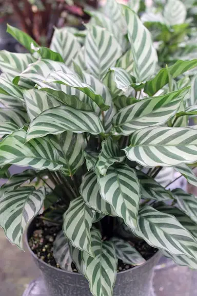 calathea-freddie-1