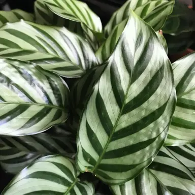 calathea-freddie-2