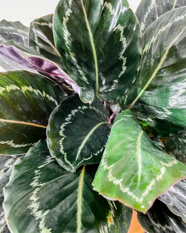 calathea-jungle-rose-1