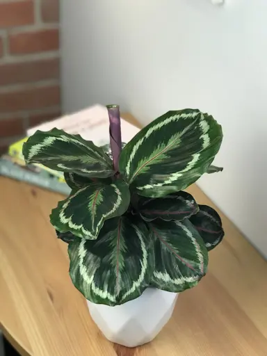 calathea-jungle-rose-2